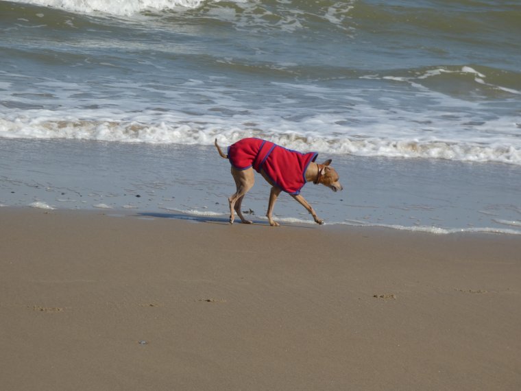 l air frais le vent �a donne quand meme envie d aller mettre les papattes oh mais que  c est froid