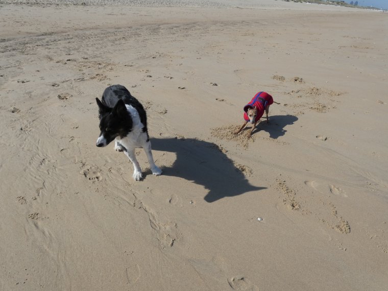 moi qui jouais qui courais , je ne sais plus je  vais doucement lentement et je ne fais plus que de petites promenades