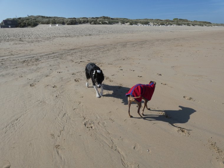 moi qui jouais qui courais , je ne sais plus je  vais doucement lentement et je ne fais plus que de petites promenades
