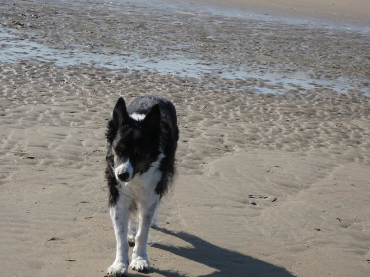 moi qui jouais qui courais , je ne sais plus je  vais doucement lentement et je ne fais plus que de petites promenades
