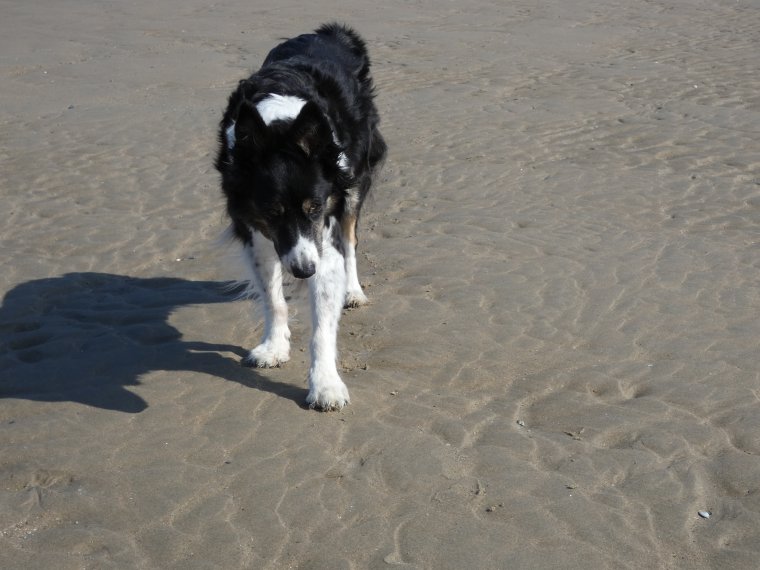 moi qui jouais qui courais , je ne sais plus je  vais doucement lentement et je ne fais plus que de petites promenades