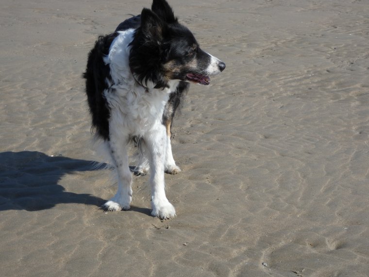 moi qui jouais qui courais , je ne sais plus je  vais doucement lentement et je ne fais plus que de petites promenades