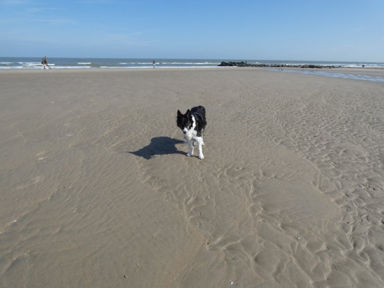 moi qui jouais qui courais , je ne sais plus je  vais doucement lentement et je ne fais plus que de petites promenades