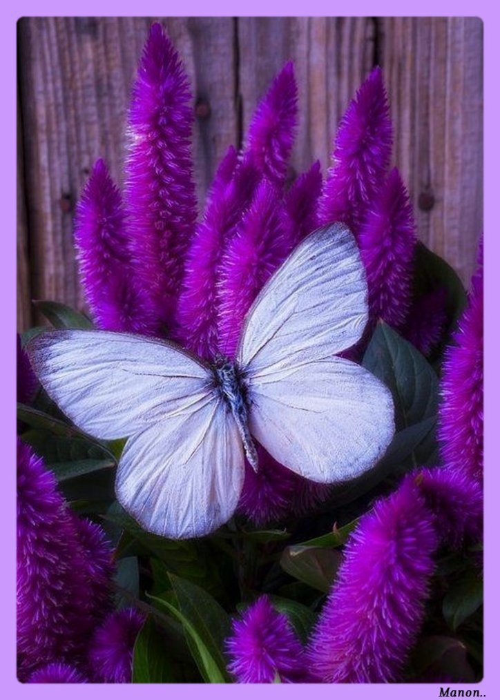 merci manon c est tr�s  joli