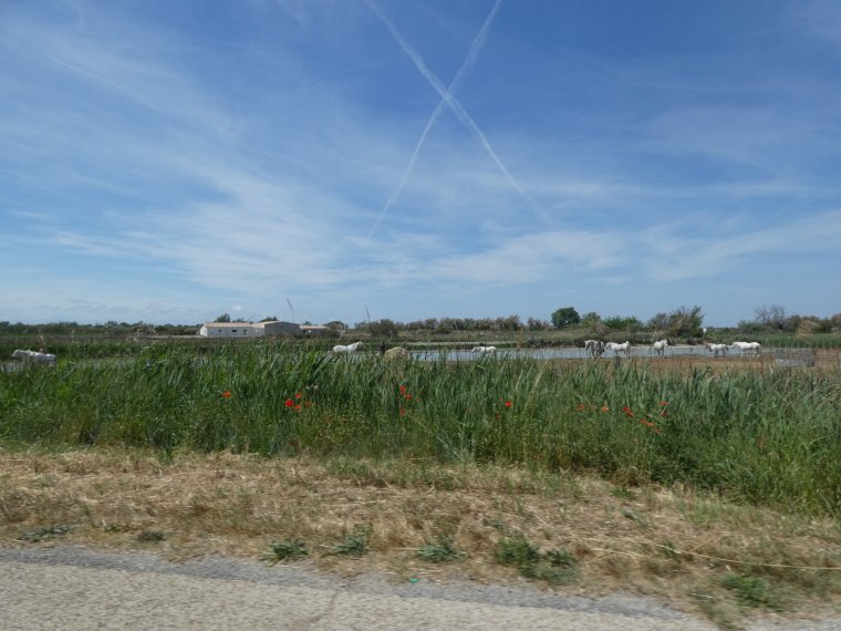 quelques photos de la camargue