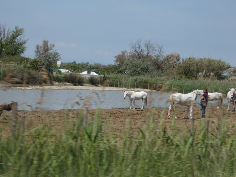 quelques photos de la camargue