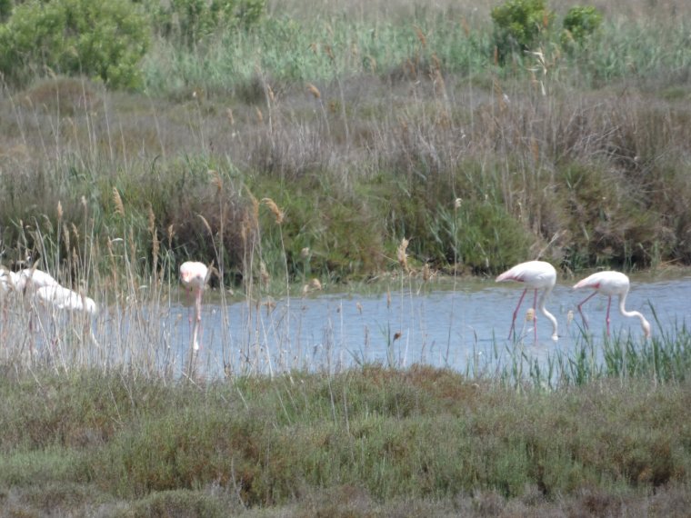 quelques photos de la camargue