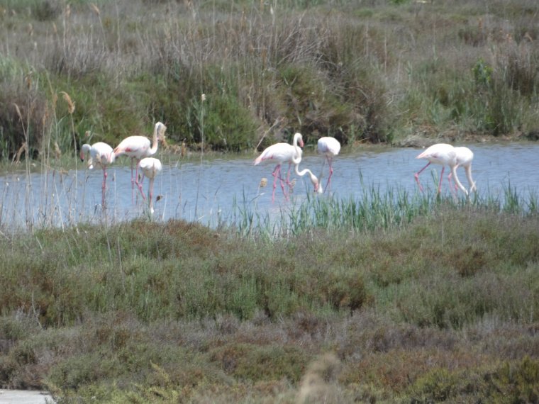 quelques photos de la camargue