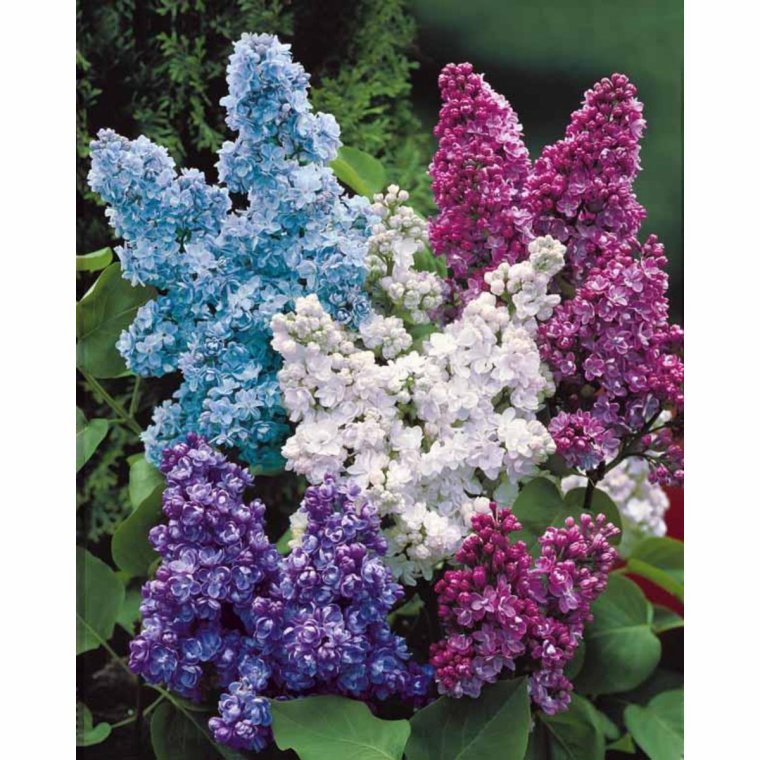 merci roland c est superbe