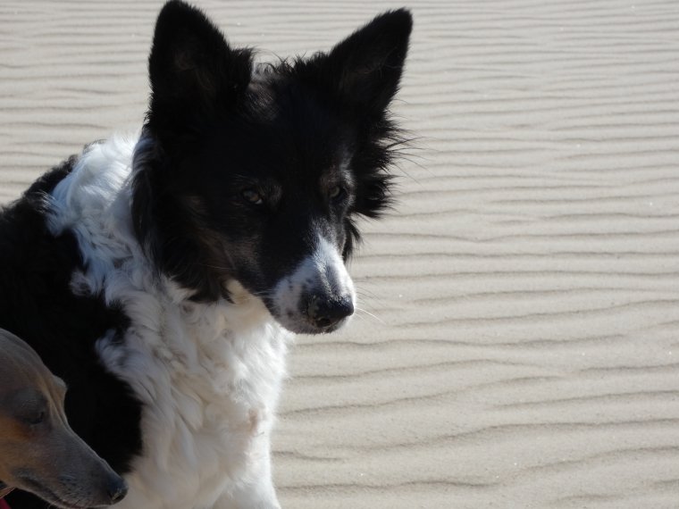 pas encore tr�s chaud a la cote mais on prom�ne quand  meme