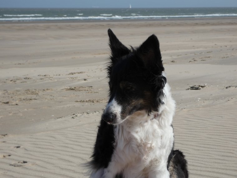 pas encore tr�s chaud a la cote mais on prom�ne quand  meme