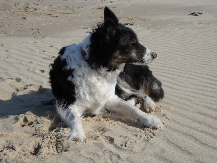 pas encore tr�s chaud a la cote mais on prom�ne quand  meme