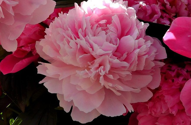 merci roland pour ces merveilleux cadeaux