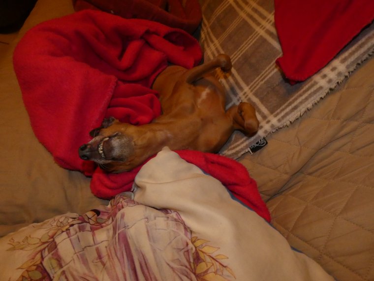 suis bien install�e je vais faire de gros dodo