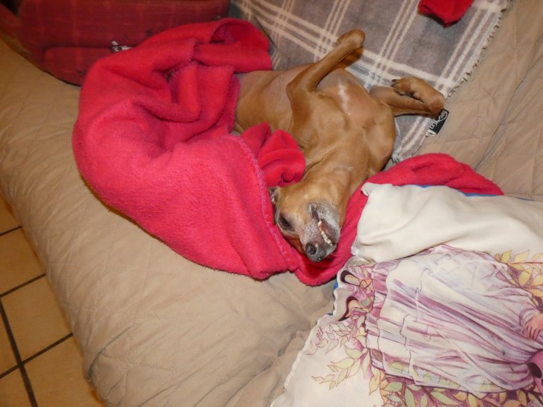 suis bien install�e je vais faire de gros dodo