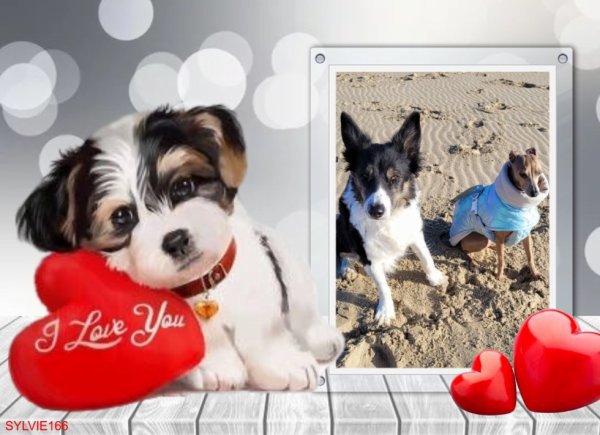 merci sylvie  pour ce joli cadeau